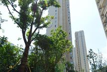 215X1452015050445656